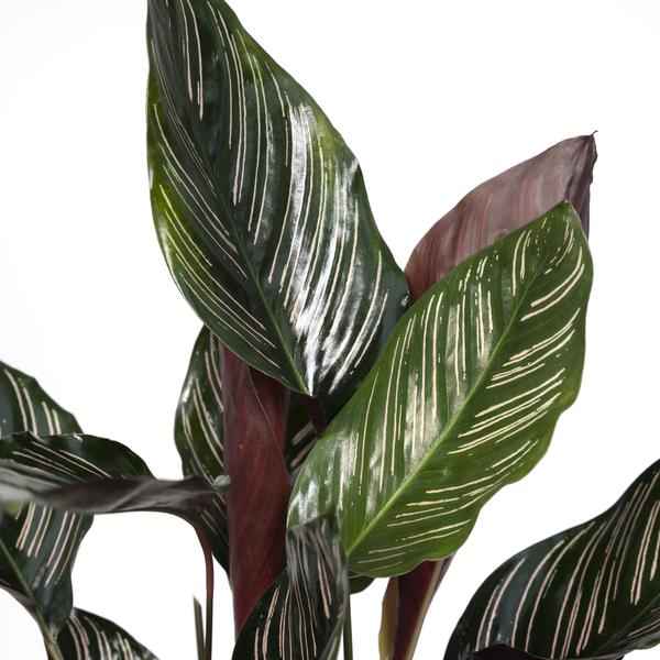 Image of Korbmarante Calathea Ornata – Zimmerpflanze Ø14cm ca. 50cm hoch – Exotische Blattzeichnung – Pflegeleichte Zimmerpflanze für Zuhause & Büro