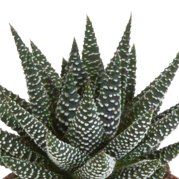 Image of Sukkulenten Mix Gasteria & Haworthia – 3 Pflanzen – Ø8,5cm Zimmerpflanzen im weißen Topf – Verschiedene Mini – Sukkulenten-3