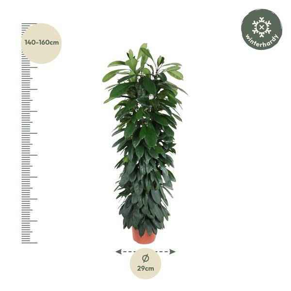 Image of Gummibaum Zimmerpflanze Ø29cm ↕150cm – pflegeleichte Grünpflanze für Wohnzimmer, Büro & helle Standorte kaufen-1