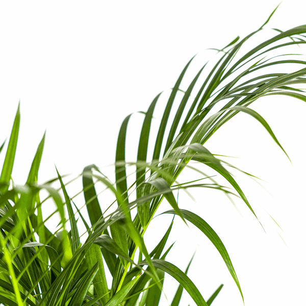 Image of Dypsis Areca Lutescens – Goldpalme Ø21cm – Höhe 100-120cm – Luftreinigende Zimmerpflanze mit federartigen Blättern – Tropische Areca-3