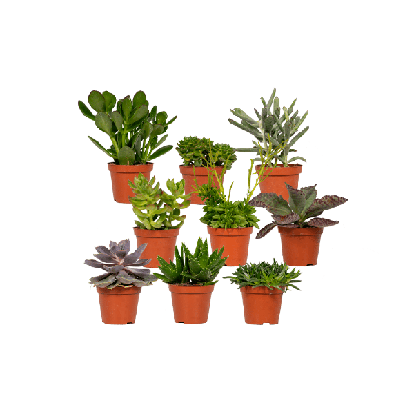 Image of Sukkulenten Mix 18 Pflanzen Ø8,5cm ↕10cm – pflegeleichtes Pflanzen Set für Urban Jungle, Fensterbank, Wohnzimmer & Büro-0