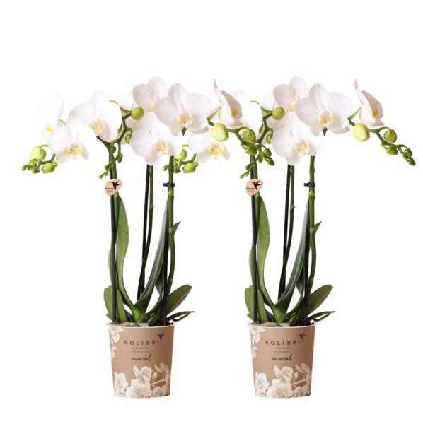 Image of Weiße Phalaenopsis Orchideen – Amabilis – 2 Pflanzen – Blühende Zimmerpflanze Ø9cm – Multiflora – Orchidee mit 2-3 Zweigen
