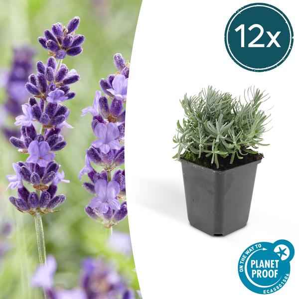Image of Lavendel – Lavandula angustifolia 'Hidcote' – Zierpflanze – Ø9cm – 12 Pflanzen – blühfreudig & pflegeleicht – Sommerblüte