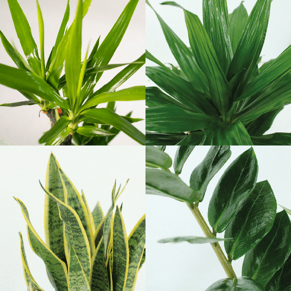 Image of Pflanzkasten Easy – 4 pflegeleichte Zimmerpflanzen – Sansevieria, Yucca, Zamioculcas & Dracaena – Verschiedene Höhen 40-85cm – Ø14 – Ø17-2
