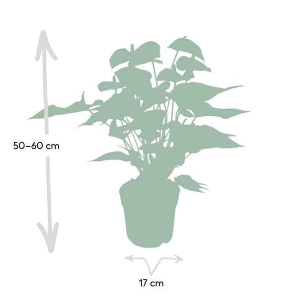 Image of Flamingoblume – Anthurium Rot – Zimmerpflanze – Ø17cm – ↕55cm – Elegante rote Blüten – Pflegeleichte Zimmerpflanze-3