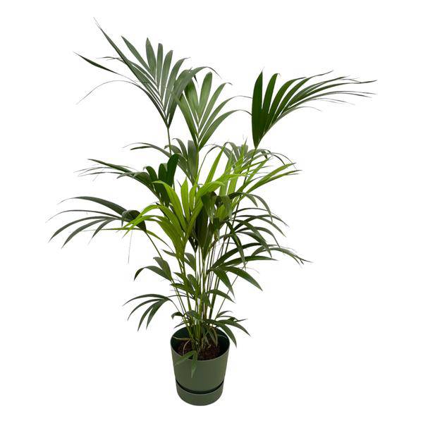 Image of Kentia Palme – Forstersche Kentia – Zimmerpflanze ca. 160cm – Ø30cm – inkl. Pflanzgefäß Greenville Grün – Tropische XL-0