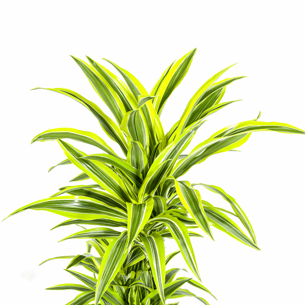 Image of Drachenbaum Dracaena Deremensis Lemon Lime – Ø24cm – ↕130-150cm – Exotische Zimmerpflanze mit grün – gelben Blättern – Pflegeleicht & luftreinigend-1