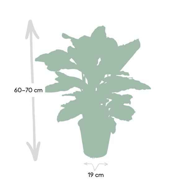 Image of Calathea Zebrina – Pfauenpflanze – Zimmerpflanze – Ø19cm x ↕80cm – Tropische Blattpflanze mit Zebramuster – Luftreinigend & pflegeleicht-3