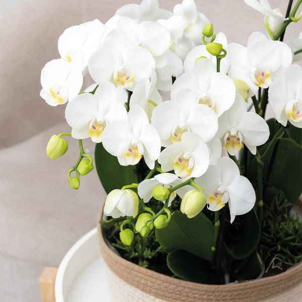 Image of Schilfkorbschale Weiß – Ø30cm – Weidentopf aus Baumwollgeflecht – Handgefertigt – Für Orchideen & Grünpflanzen – Natur – Look mit weißen Details