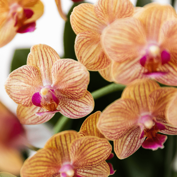 Image of Phalaenopsis Orchidee Bozen Orange – Zimmerpflanze Ø9cm – inkl. Painted Stripe Topf Orange – Exotische Orchidee mit 2-3 Blütenstielen-4