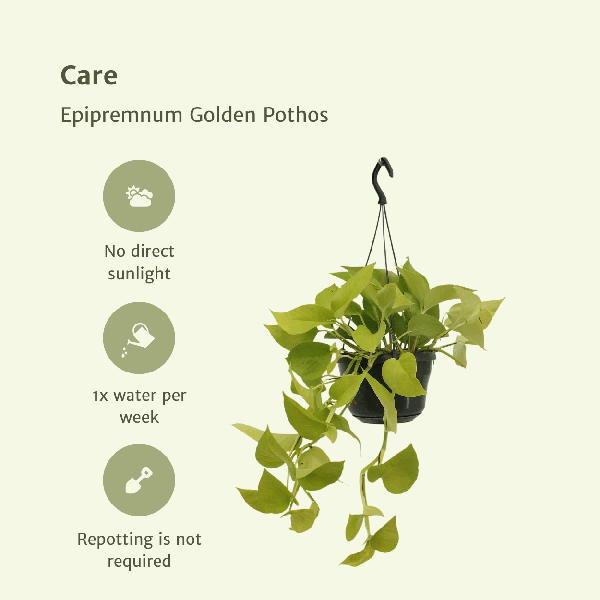 Image of Efeutute – Epipremnum Golden Pothos – Scindapsus – Zimmerpflanze – Ø15cm – ca. 25cm hoch – 2 Pflanzen – pflegeleichte Kletter