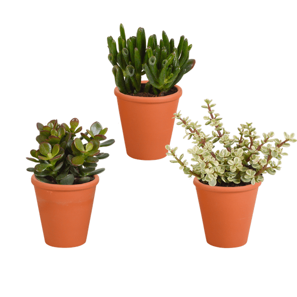 Image of Crassula Mix – Dickblatt 3 Pflanzen – Ø8,5cm Zimmerpflanzen im Terrakotta – Topf – Verschiedene Sukkulenten im mediterranen Tontopf-0