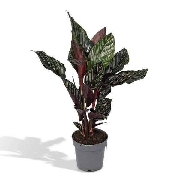 Image of Korbmarante Calathea Ornata – Zimmerpflanze Ø14cm ca. 50cm hoch – Exotische Blattzeichnung – Pflegeleichte Zimmerpflanze für Zuhause & Büro