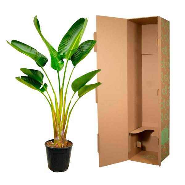 Image of Baum – Strelitzie – Strelitzia Augusta – ca. 160cm hoch – Ø24cm – Exotische Zimmerpflanze mit großen Blättern