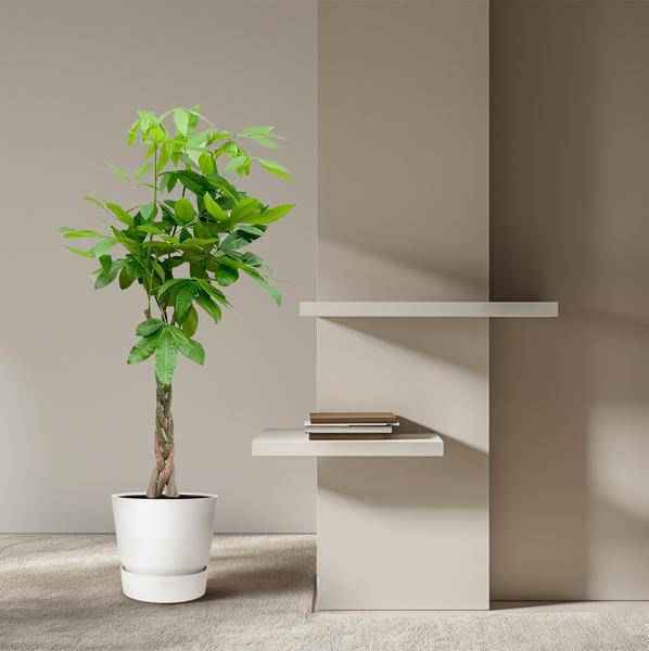 Image of Glückskastanie – Pachira Aquatica – Zimmerpflanze 110cm – Ø21cm – Geldbaum mit geflochtenem Stamm – Exotische Grünpflanze für Wohnzimmer & Büro-4