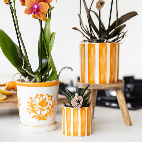 Image of Ziertopf Painted Stripe – Orange – Ø6cm – Keramiktopf mit Streifenmuster-2
