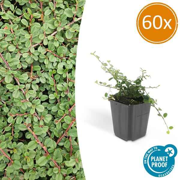 Image of Cotoneaster prostratus 'Königin der Teppiche' – Teppichmispel – Ø9cm – ↕10-25cm – 60 Pflanzen – Robuster Bodendecker mit Blüten & Beeren-1