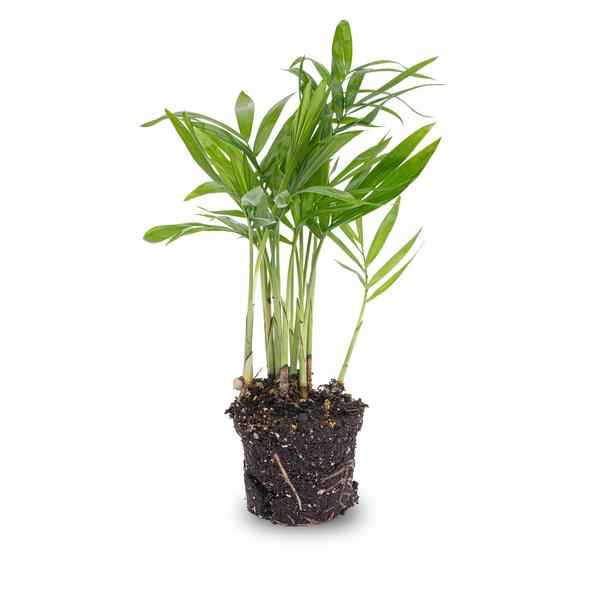 Image of Salonpalme – Chamaedorea elegans 'baby' – Zimmerpflanze – Terrarienpflanze – Ø6cm – Pflegeleicht & luftreinigend – Helles Plätzchen ohne direkte Sonne-0