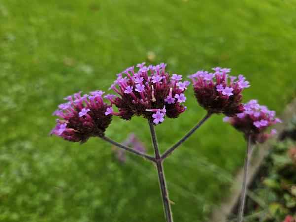 Image of Patagonisches Eisenkraut Verbena bonariensis – 12 Pflanzen – Luftige Staude – Bienen – & Schmetterlingsmagnet – Pflegeleicht