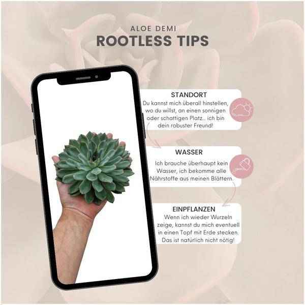 Image of Sukkulente Echeveria pulidonis ROOTLESS Zimmerpflanze – pflegeleichte Sukkulente für Wohnzimmer, Büro & helle Standorte kaufen-4