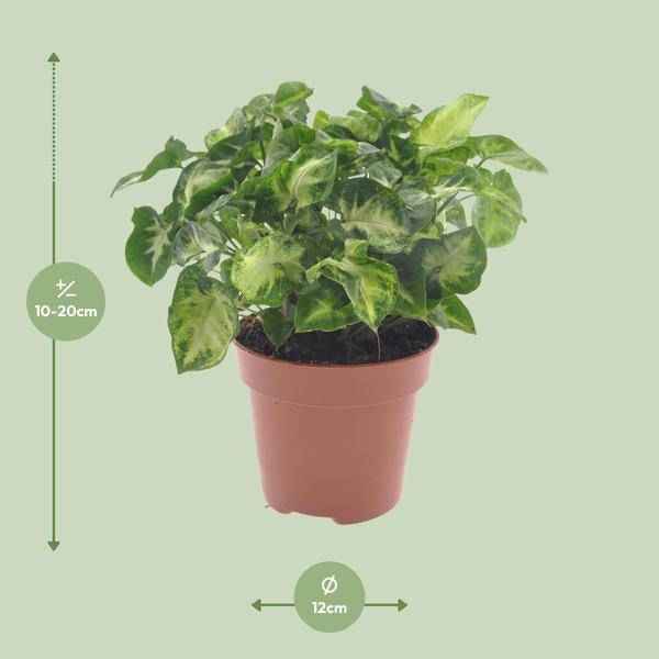 Image of Purpurtute Syngonium Pixie Zimmerpflanze Ø12cm ↕20cm – pflegeleichte Grünpflanze für Wohnzimmer, Büro & helle Standorte kaufen-1