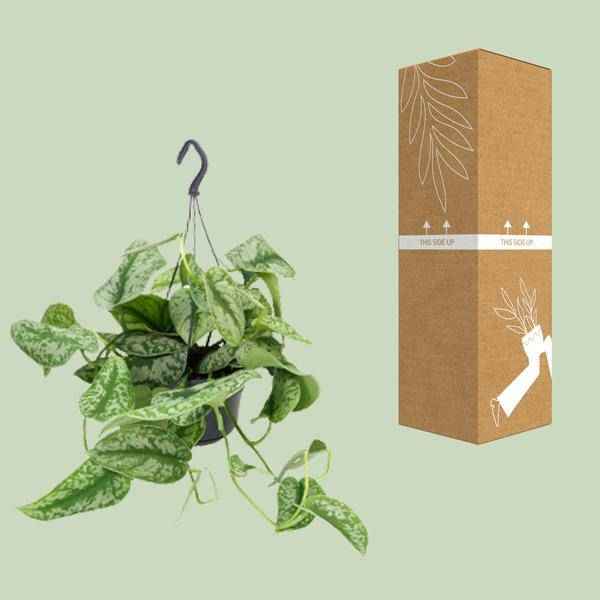 Image of Gefleckte Efeutute Scindapsus Pictus Trebie Zimmerpflanze Ø15cm ↕25cm – pflegeleichte Grünpflanze für Wohnzimmer, Büro & helle Standorte kaufen