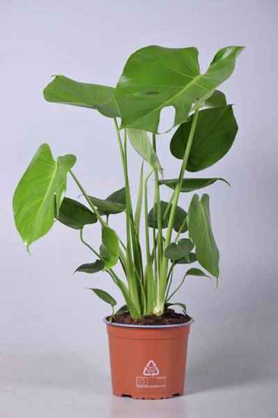 Image of Monstera Deliciosa – Köstliches Fensterblatt – Ø17cm 60cm hoch – Zimmerpflanze mit typischen Blattfenstern – Urban Jungle Klassiker-0