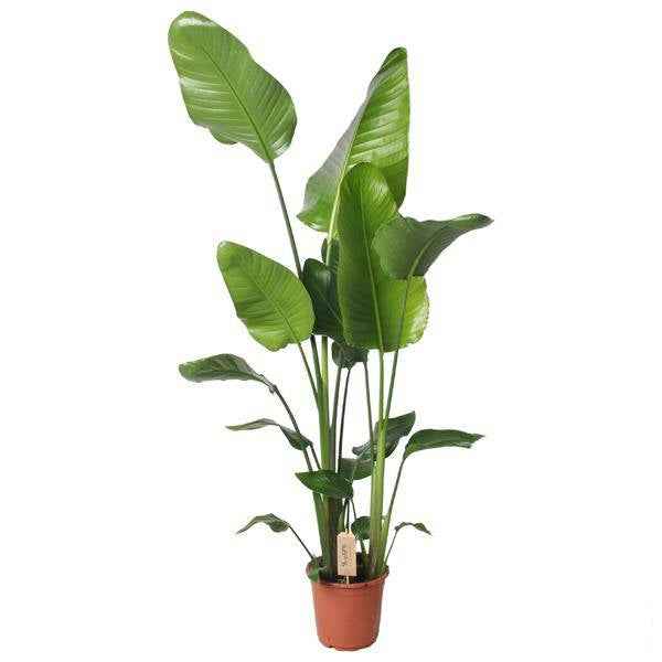Image of Baum – Strelitzie Strelitzia Nicolai Zimmerpflanze Ø21cm ↕130cm – tropische Grünpflanze für Wohnzimmer, Büro & helle Standorte kaufen-0