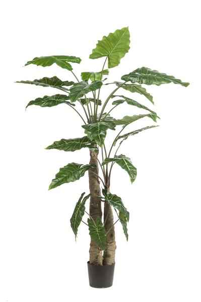 Image of Kunstpflanze Alocasia ↕180cm – künstliche Grünpflanze für Wohnzimmer, Büro, Flur & pflegeleichte Deko-0