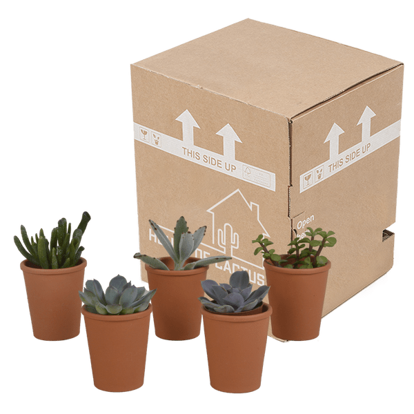 Image of Sukkulenten Mix 5 Pflanzen Ø5,5cm – pflegeleichtes Pflanzen Set für Urban Jungle, Fensterbank, Wohnzimmer & Büro-2