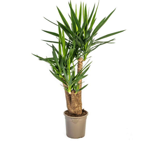 Image of Riesen – Palmlilie – Yucca Elephantipes – Zimmerpflanze – Ø24cm – ↕90-100cm – Pflegeleicht & robust – Luftreinigend-0