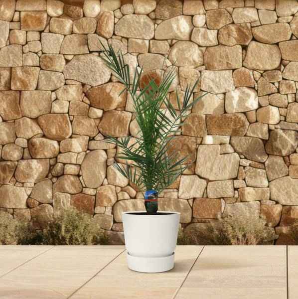 Image of Phoenix Canariensis – Kanarische Dattelpalme – Exotische Zimmer – und Kübelpflanze – Palme für Garten, Terrasse & Wohnung – Ø15cm – ↕80cm-3