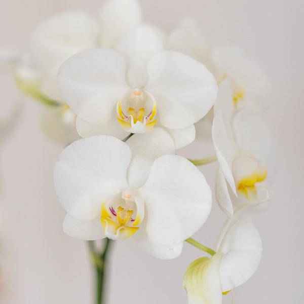 Image of Amabilis Orchidee Weiß & Sukkulente im Tube – Dekotopf Weiß Ø9cm – Pflanzset – Elegantes Duo aus Orchidee mit 2-3 Blütenstielen & Sukkulente-3