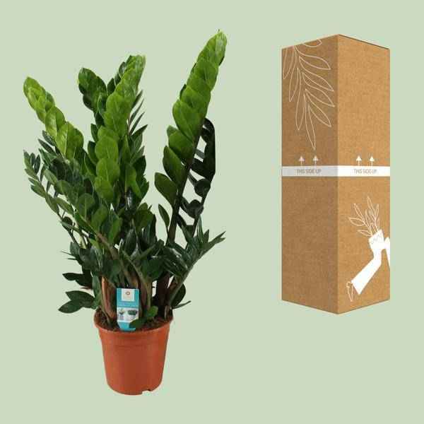 Image of Glücksfeder Zamioculcas Zamiifolia Zimmerpflanze Ø21cm ↕80cm – pflegeleichte Grünpflanze für Wohnzimmer, Büro & helle Standorte kaufen-2