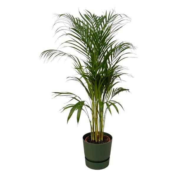 Image of Areca Palme – Betelpalme – Zimmerpflanze ca. 110cm – Ø21cm – inkl. Pflanzgefäß Greenville Grün D24xH23