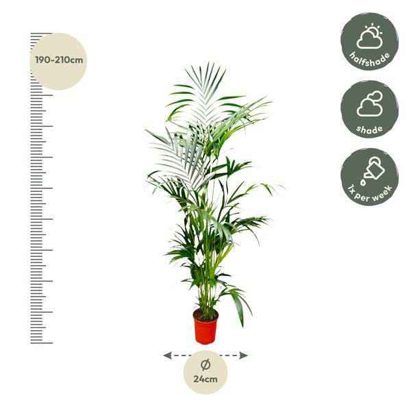 Image of Kentia – Palme – Howea forsteriana – Zimmerpflanze – 200cm – Ø24cm – Elegante Grünpflanze für Wohnzimmer, Büro & Wintergarten – Tropische Kübelpflanze-1