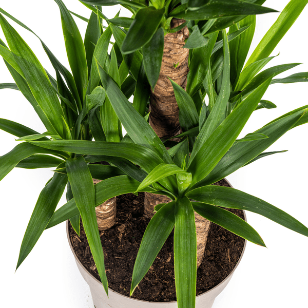 Image of Yucca Elephantipes Zimmerpflanze Ø30cm ↕100cm – pflegeleichte Grünpflanze für Wohnzimmer, Büro & helle Standorte kaufen-2