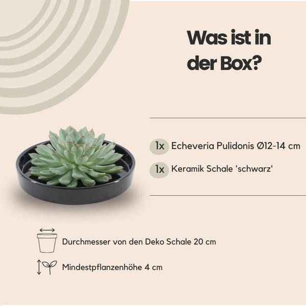 Image of Sukkulente – Echeveria pulidonis ROOTLESS – Ø20cm Schale Schwarz – Zimmerpflanze ohne Wurzeln – Pflegeleichte Schnitt-3