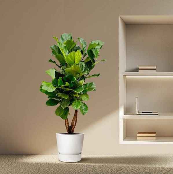 Image of Geigen – Feige – Ficus Lyrata – Zimmerpflanze 200cm – Ø32cm – XXL – Pflanze mit großen geigenförmigen Blättern – Pflegeleicht-4