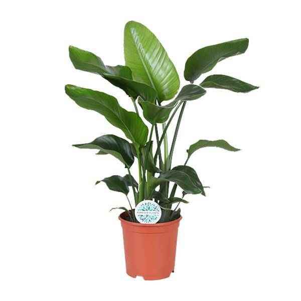 Image of Baum – Strelitzie Strelitzia Nicolai Zimmerpflanze Ø21cm ↕80cm – tropische Grünpflanze für Wohnzimmer, Büro & helle Standorte kaufen-0