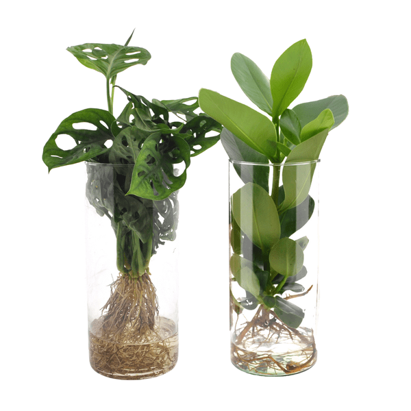 Image of Monstera – Clusia – Zylinderglas Duo – Zimmerpflanzen im Glas – Ø12cm – Höhe 25-40cm – 2 Pflanzen – Hydroponie Dekopflanzen