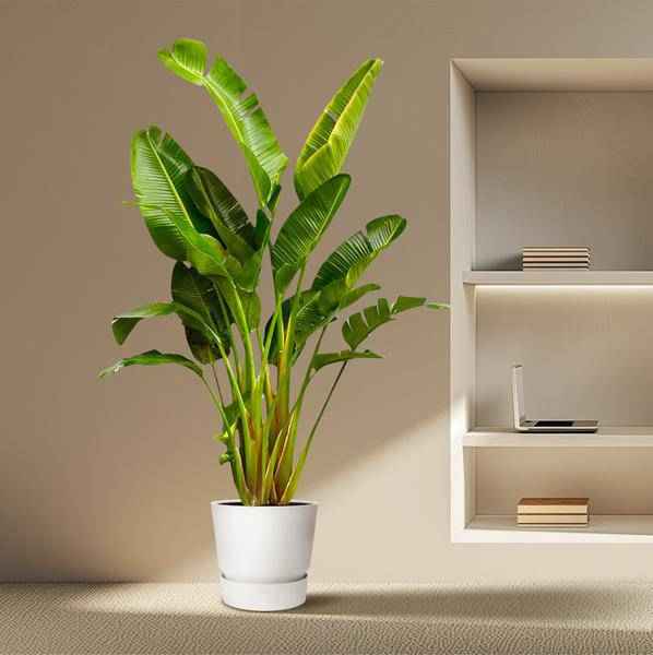 Image of Baum – Strelitzie – Strelitzia Augusta mehrstämmig XXL – 250cm – Ø50cm – Weißer Paradiesvogel