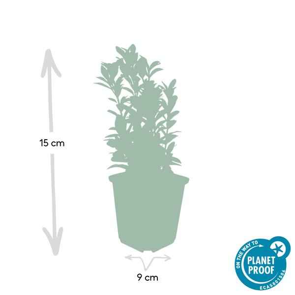 Image of Japanischer Spindelstrauch Euonymus japonicus 'Green Spire' – ↕10-25cm – Ø9cm – 6 Pflanzen – Immergrüner Strauch – Hecken, Beete & Solitär – Sonne & Schatten – Pflegeleicht