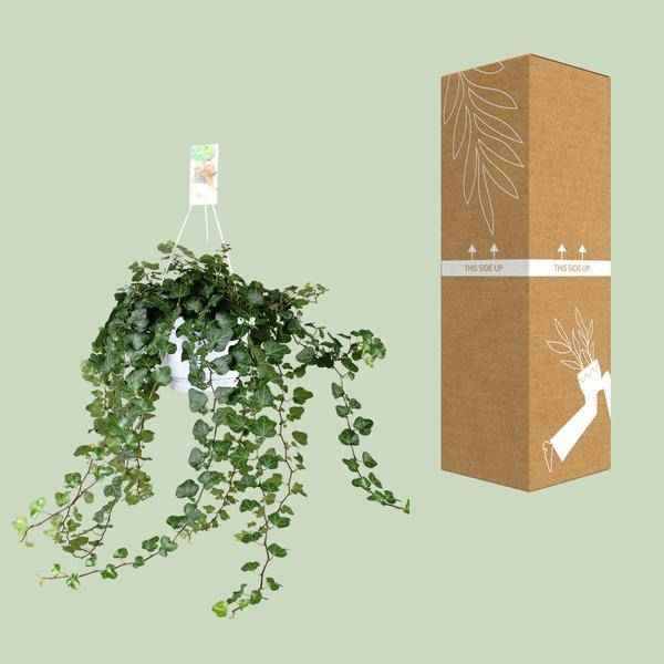 Image of Efeu – Hedera Helix Wonder Green – Zimmerpflanze – Ø24cm – 70cm Höhe – Luftreinigend & Pflegeleicht – Kletterpflanze für Wohnräume-2