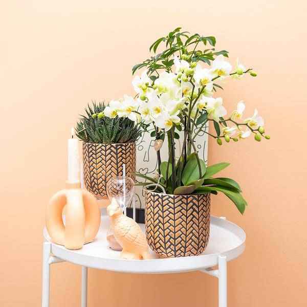 Image of Deko – Kakadu Zimmerpflanze – pflegeleichte Grünpflanze für Wohnzimmer, Büro & helle Standorte kaufen