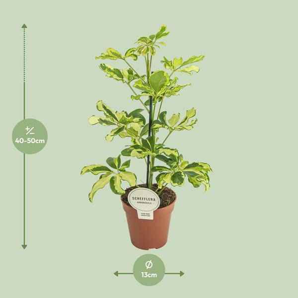 Image of Strahlenaralie Schefflera Charlotte Zimmerpflanze Ø13cm ↕45cm – pflegeleichte Grünpflanze für Wohnzimmer, Büro & helle Standorte kaufen-1