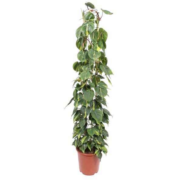 Image of Baumfreund – Philodendron Scandens Brasil – Zimmerpflanze – 160cm – Ø27cm – pflegeleichte Kletterpflanze mit herzförmigen Blättern