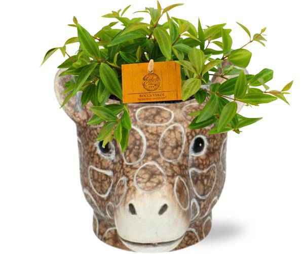 Image of Peperomia Angulata 'Rocca Vivace' – Zwergpfeffer – Zimmerpflanze im Ziertopf – Ø11cm Pflanze – ca. 15cm hoch – inkl. Topf Giraffe Braun Ø11/14x11cm-0