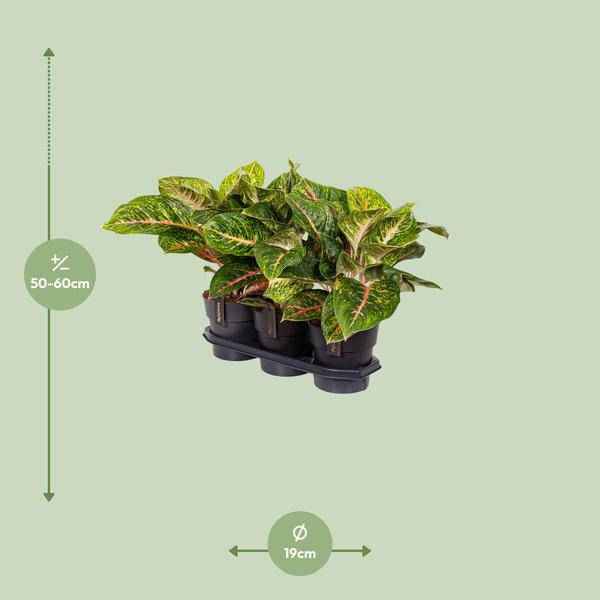 Image of Kolbenfaden – Aglaonema Frühling Rot – Zimmerpflanze – Ø19cm – ca. 60cm hoch – dekorative pflegeleichte Pflanze für Wohnung & Büro-1