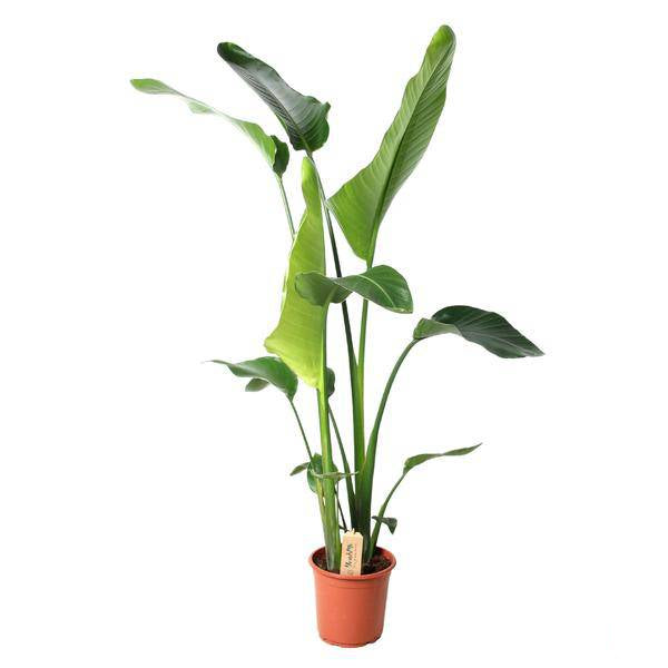 Image of Baum – Strelitzie Strelitzia Nicolai Zimmerpflanze Ø21cm ↕100cm – tropische Grünpflanze für Wohnzimmer, Büro & helle Standorte kaufen-0